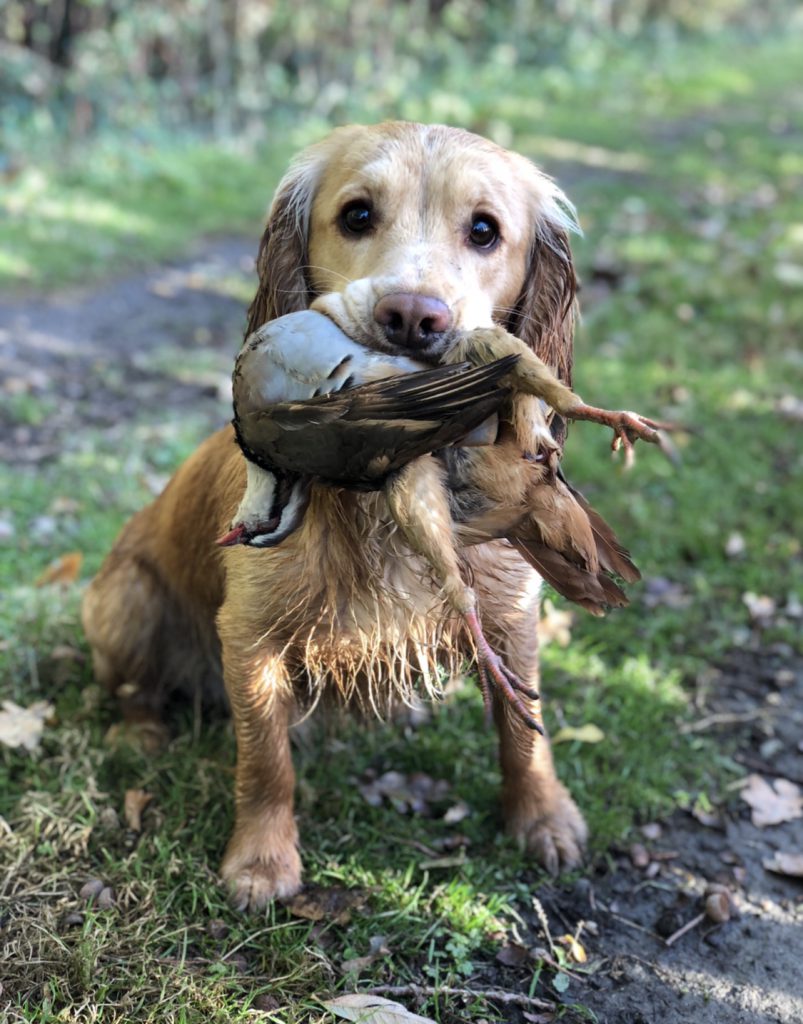 Cocker Spaniel Gun Dog Training Bahnemann Kennels